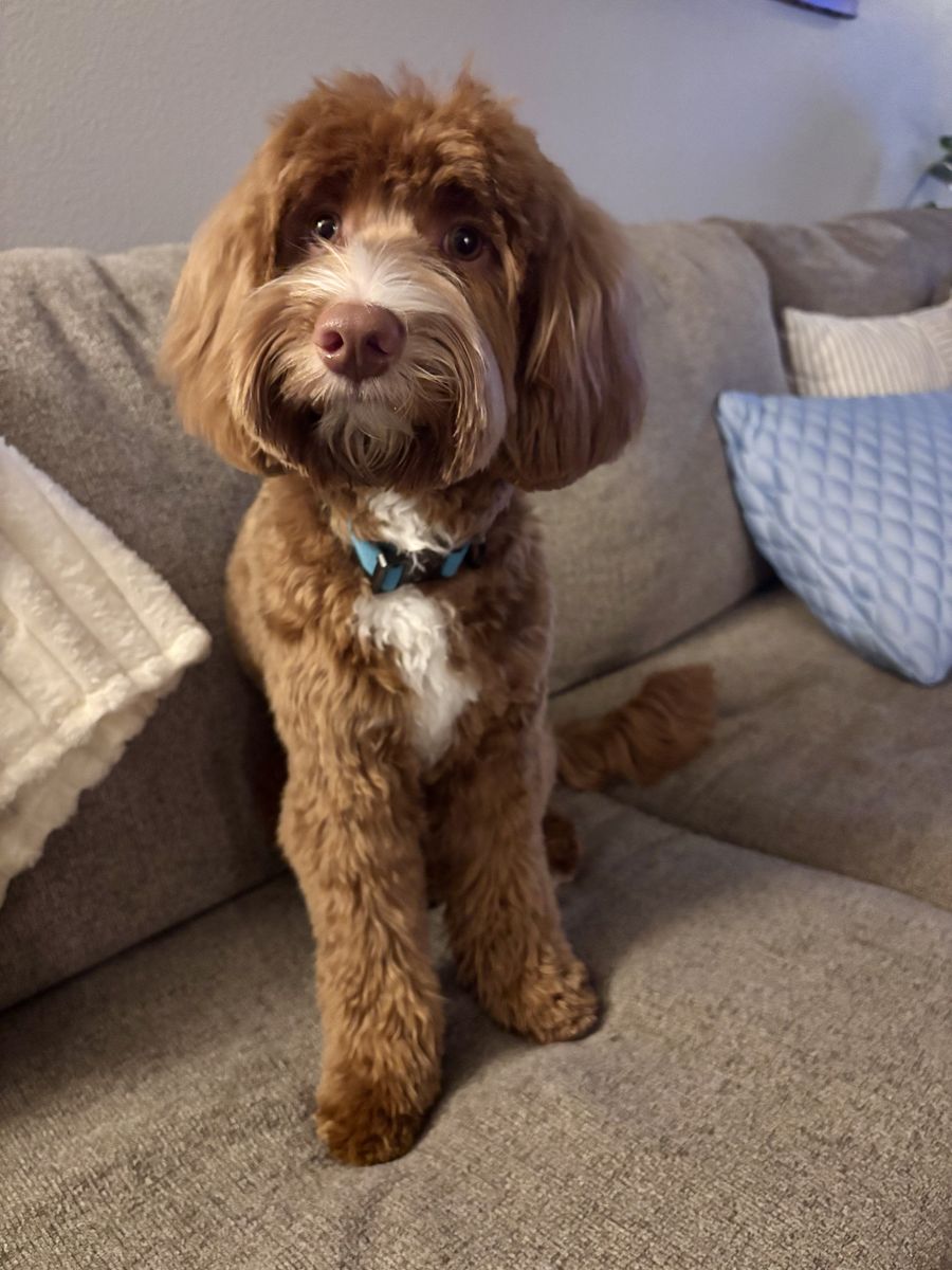 Oscar Mini Goldendoodle Stud FF -/- Mm kyky atat bb SS