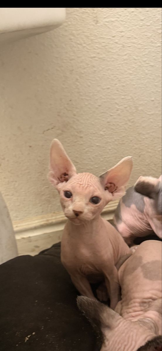 Male Sphynx