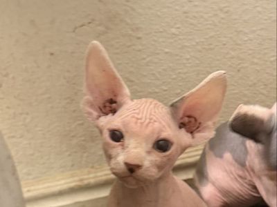 Male Sphynx