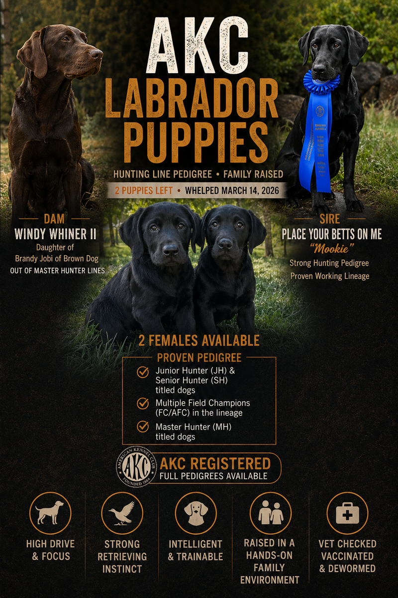 AKC Black Labrador Retriever Purebred Lab Puppies