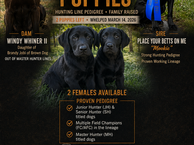 AKC Black Labrador Retriever Purebred Lab Puppies