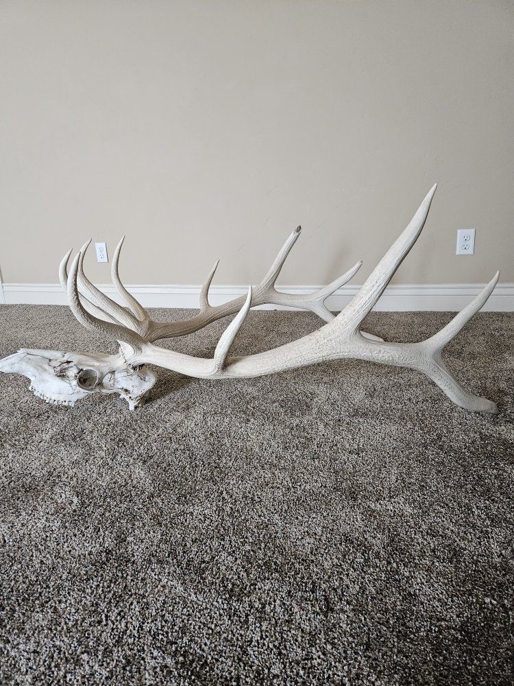 Elk skull