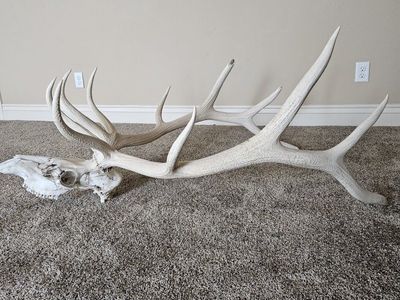 Elk skull