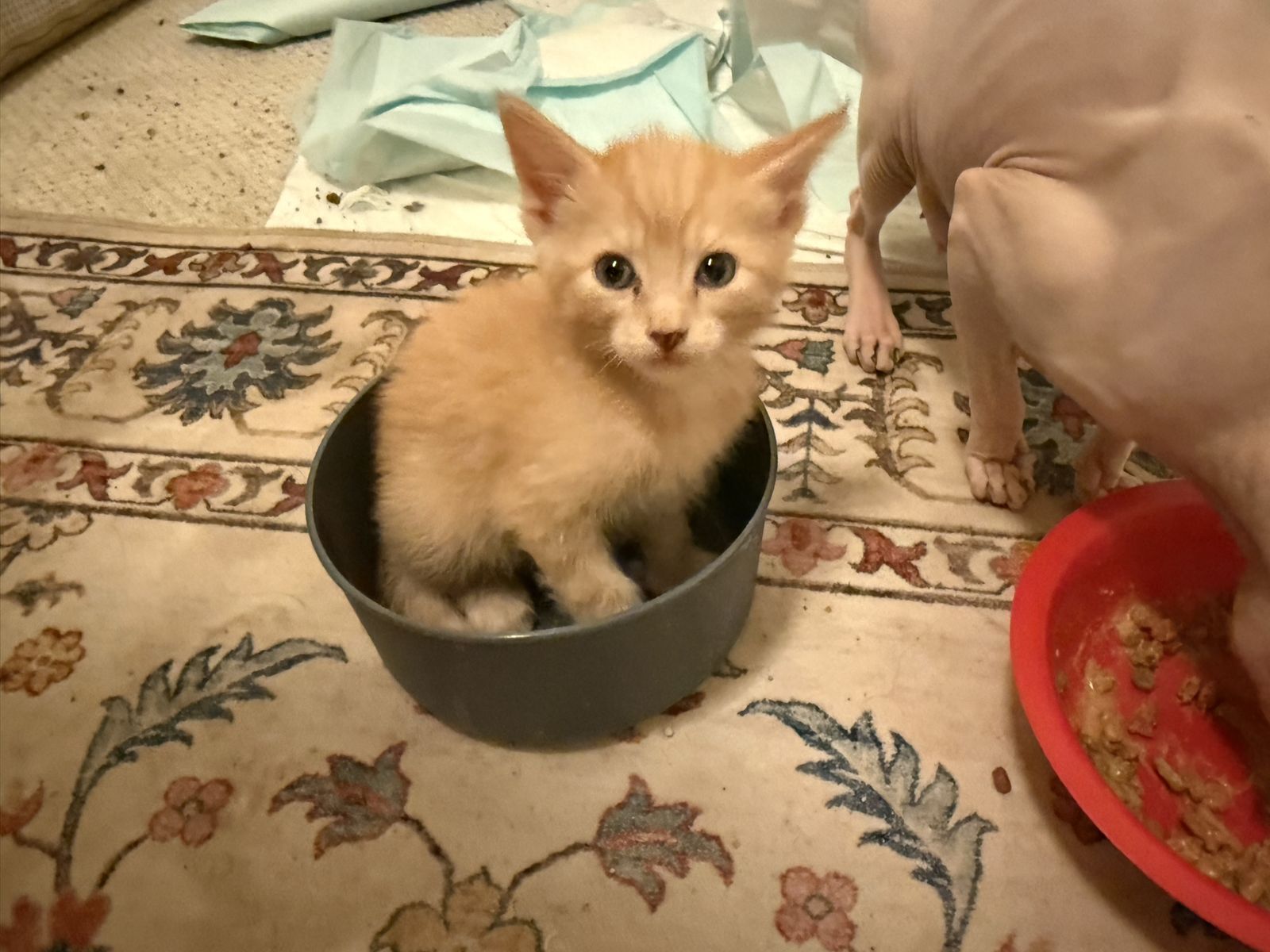 Odd Eyed Elf Eared Sphynx X American Curl Hybrids