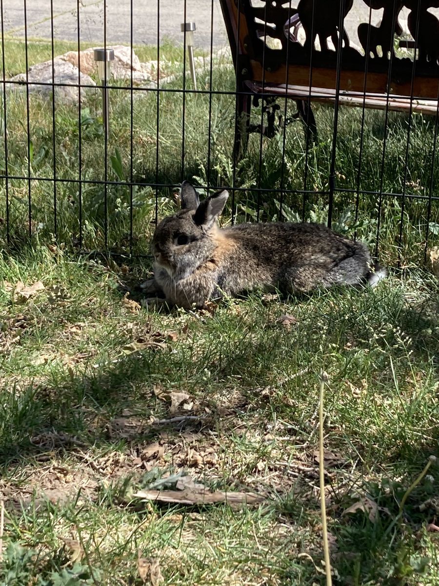 Cute female holland lop mix