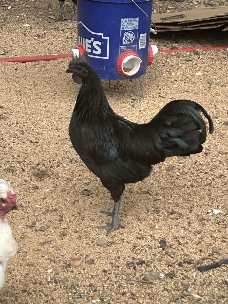  Ayam Cemani Roosters - Solid Black Chickens