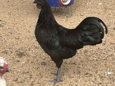 Ayam Cemani Roosters - Solid Black Chickens