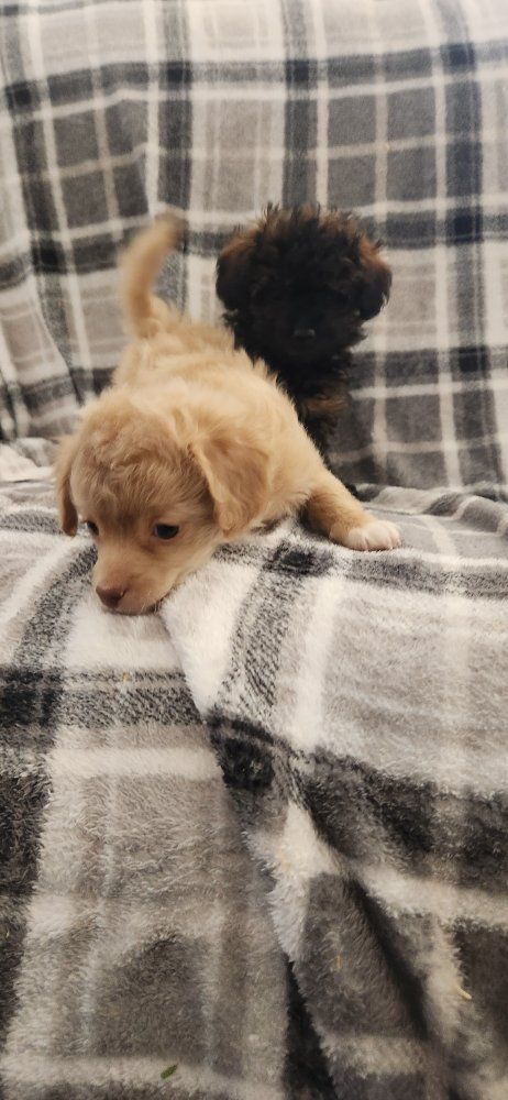 poodle puppies