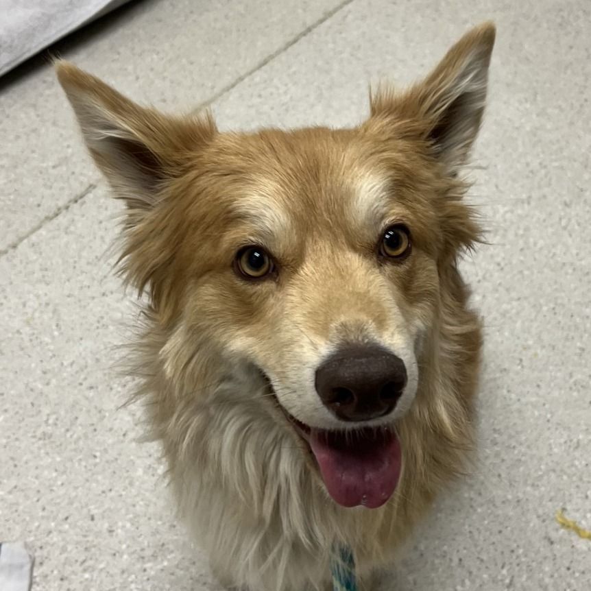 Hello my name is Chewbecca