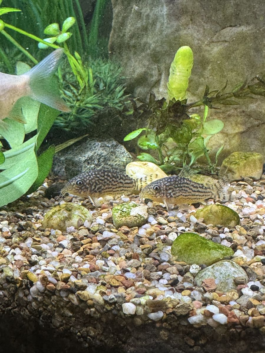 Sterbai corydoras!