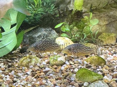 Sterbai corydoras!
