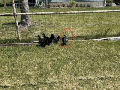 Silver Laced Wyandotte Pullet