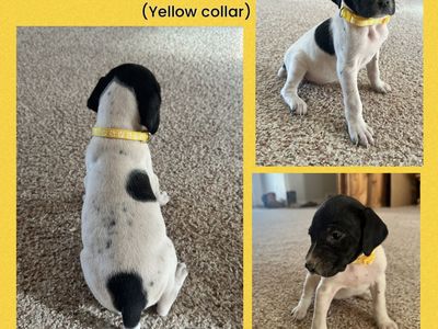 German Shorthaired Pointer (GSP) Puppies