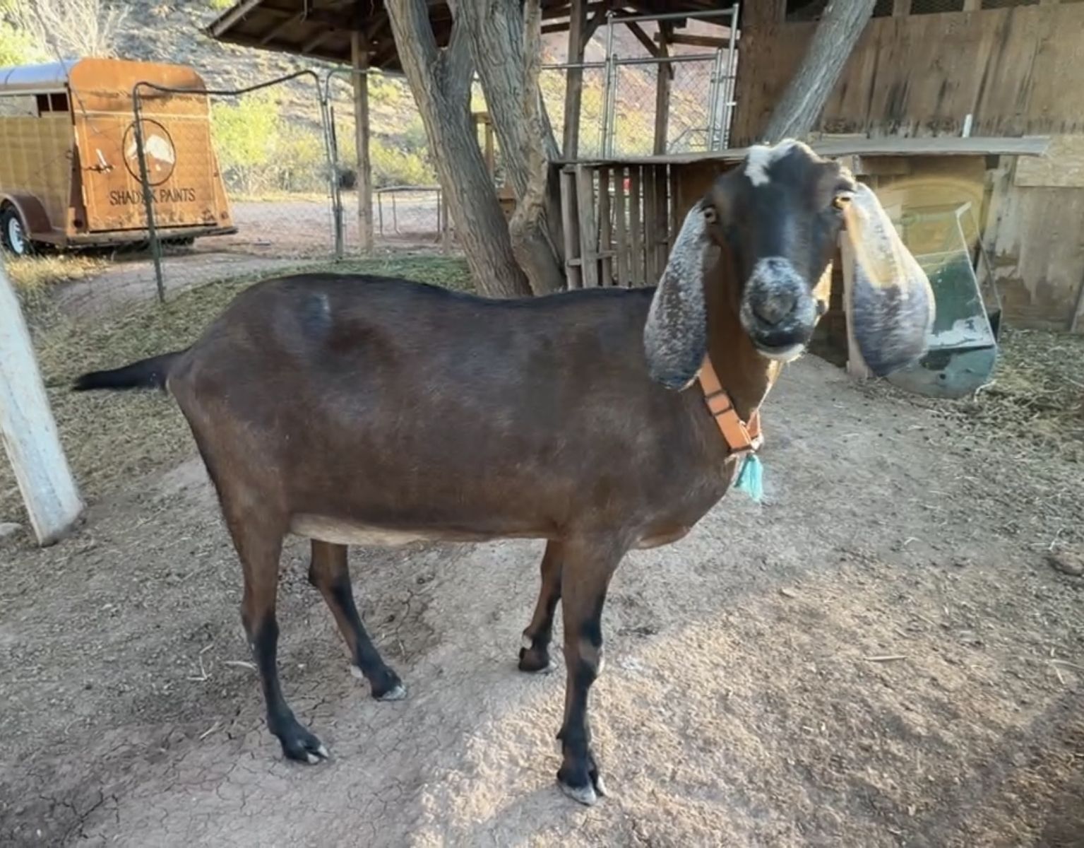 Purebred Nubian Doe