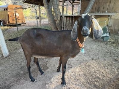 Purebred Nubian Doe