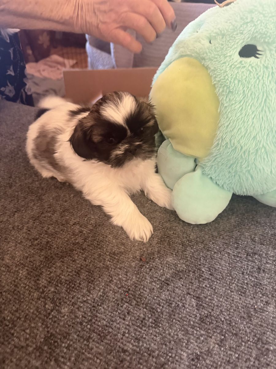 Purebred Shih Tzu Puppies