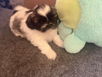 Purebred Shih Tzu Puppies