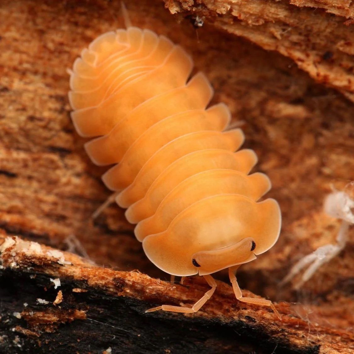 Orange Freezy isopods