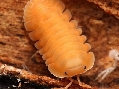 Orange Freezy isopods
