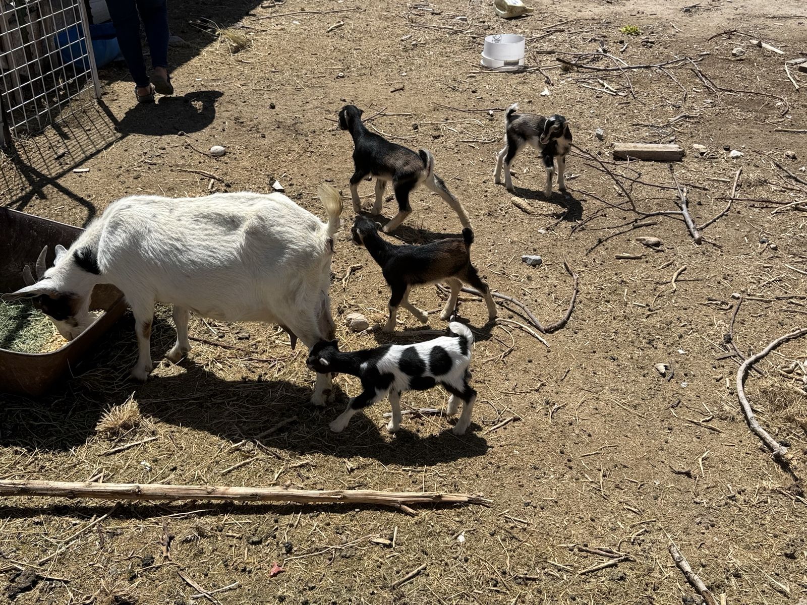 Mini lamancha with 4 female babies