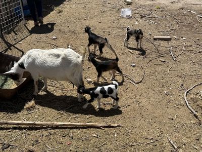 Mini lamancha with 4 female babies