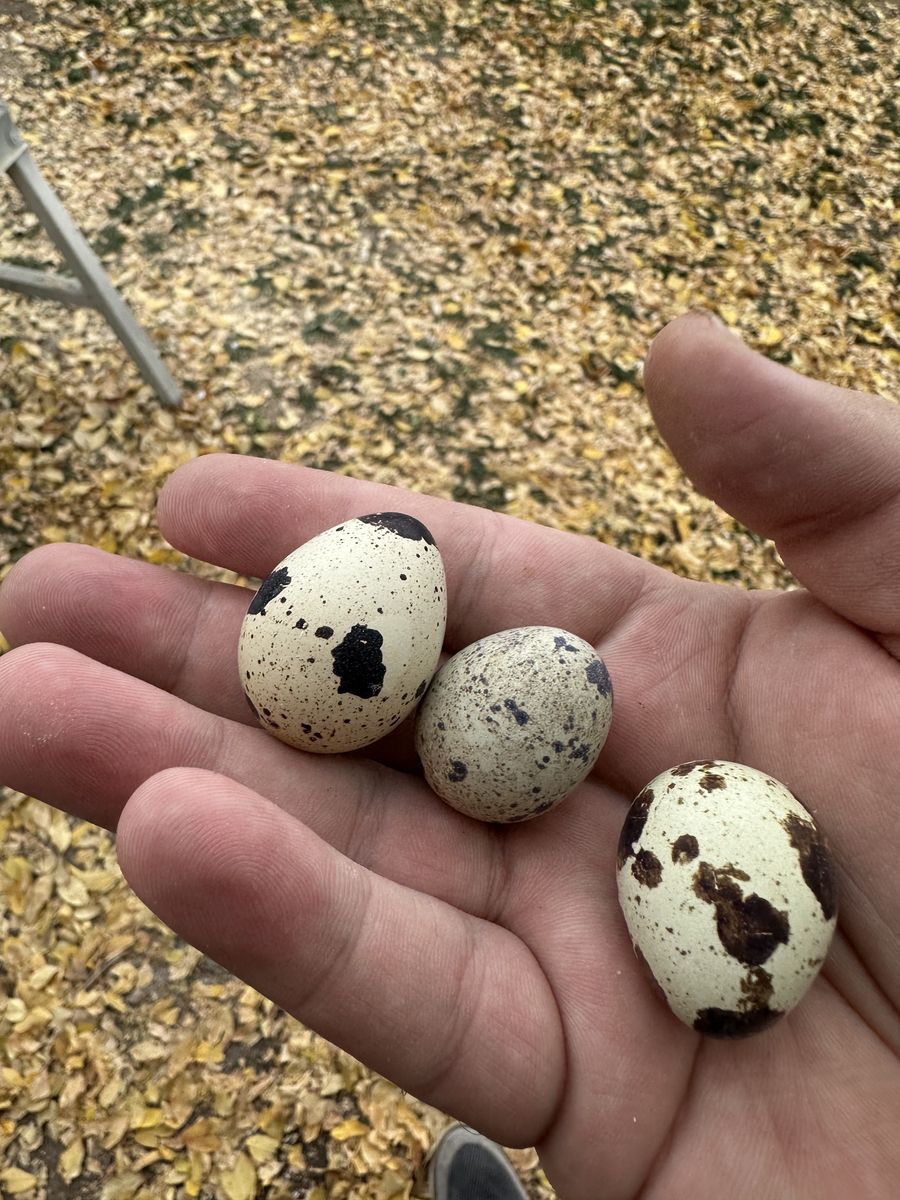 Quail Eggs For reptile Food