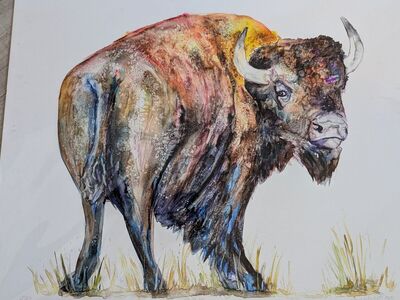 Water Color Buffalo Painting