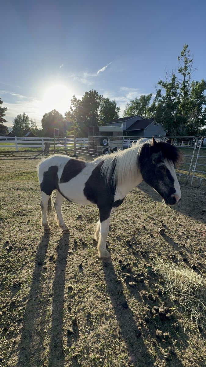 Pony