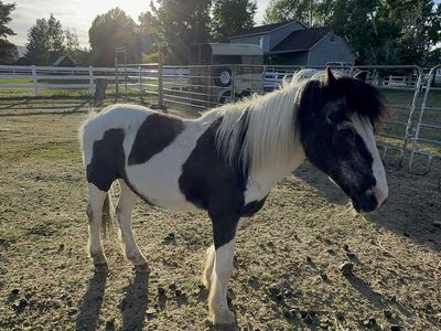 Pony