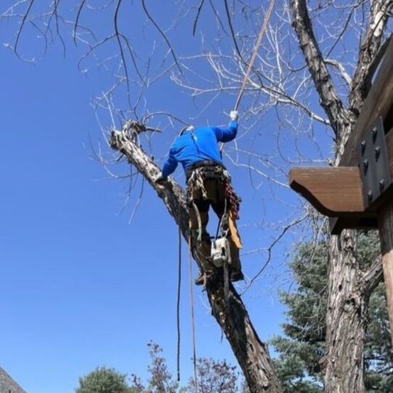 Licensed & Insured Tree Trimming & Removal