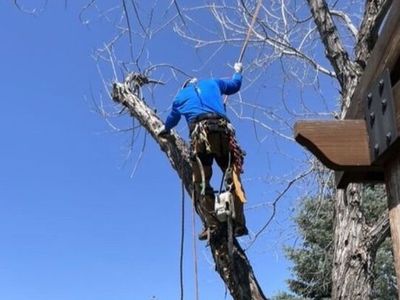 Licensed & Insured Tree Trimming & Removal