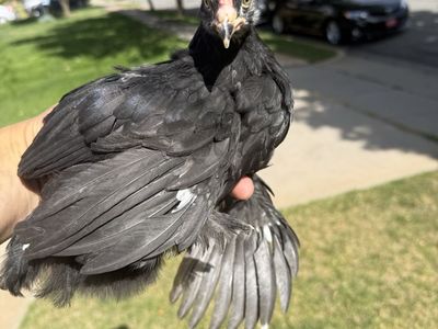 Olive Egger Pullets