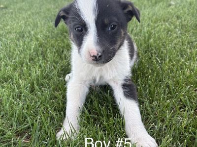 Aussie/Blue Heeler Puppy