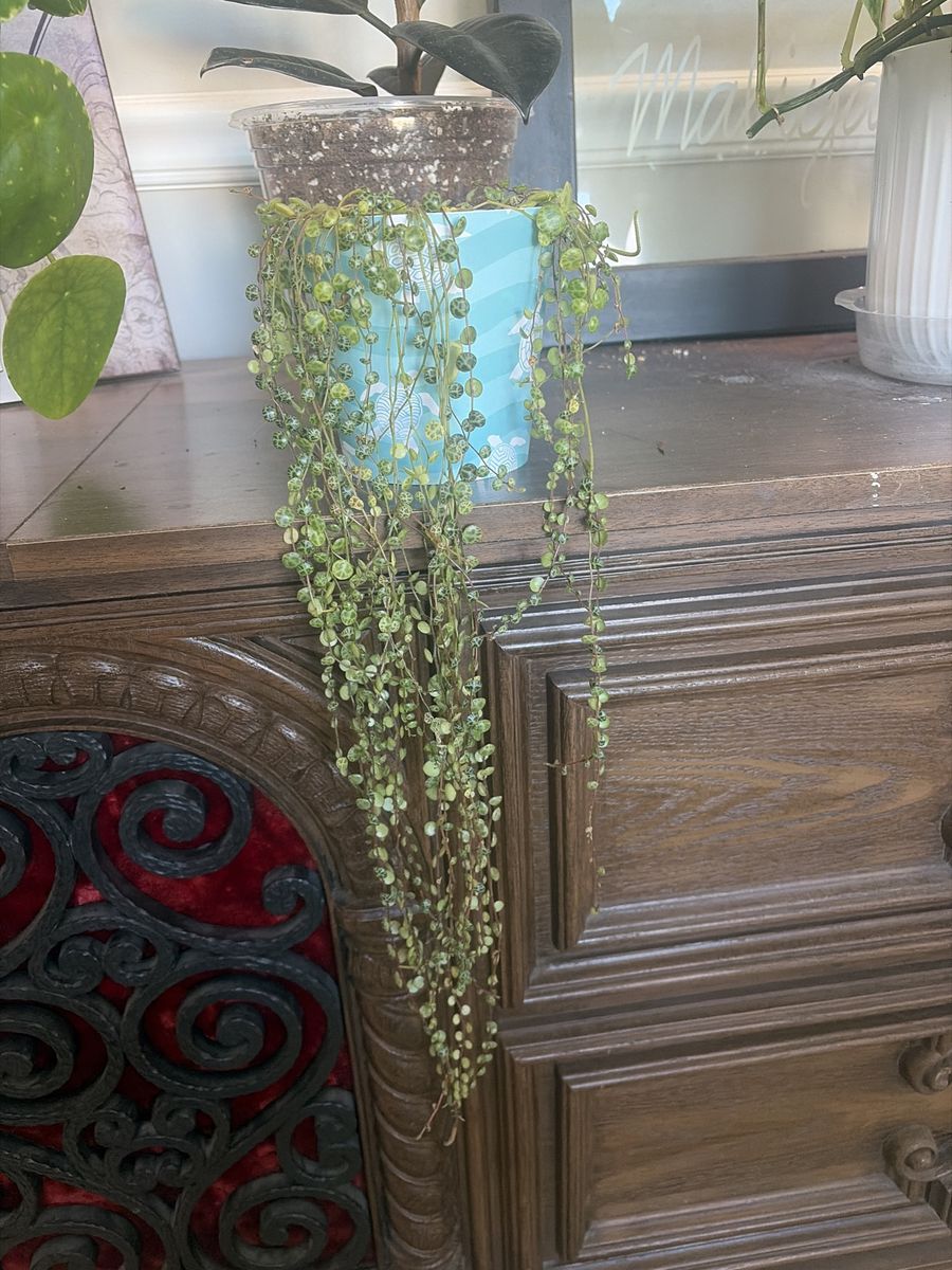 String of Turtles