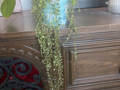 String of Turtles