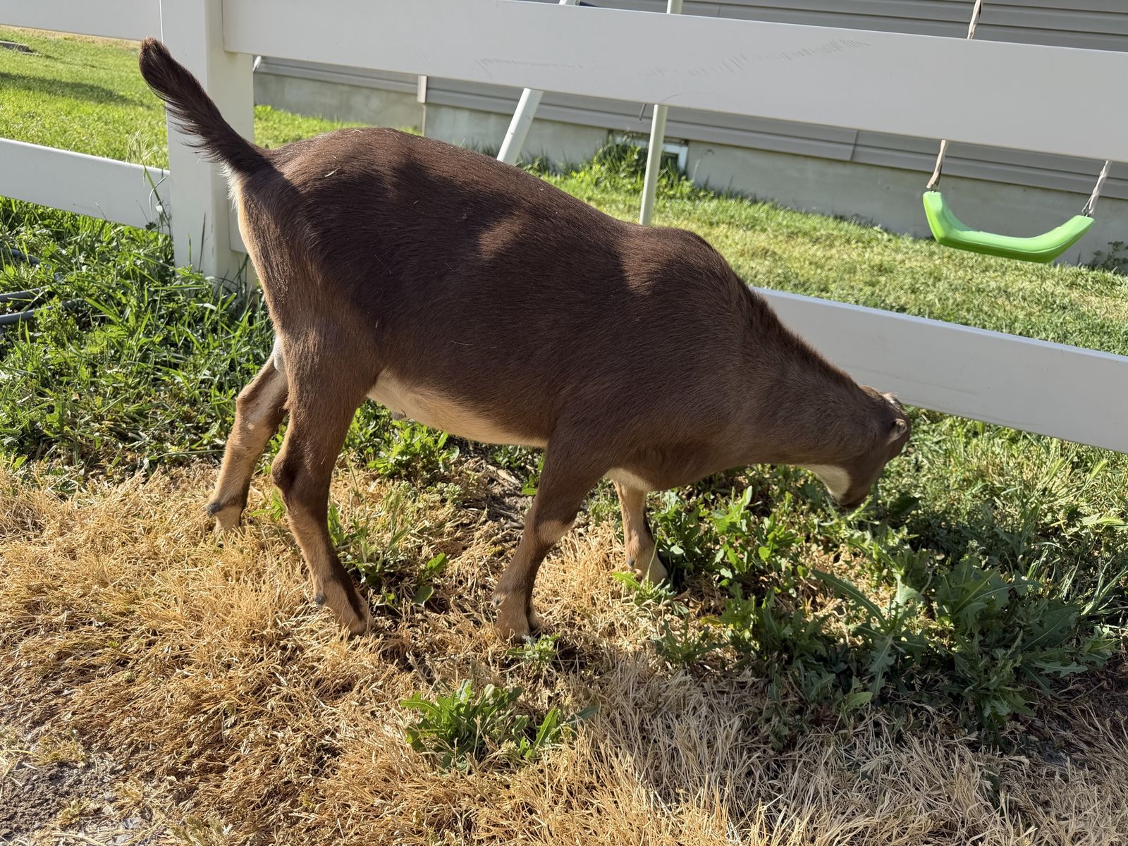 Adga registrable Lamancha buckling