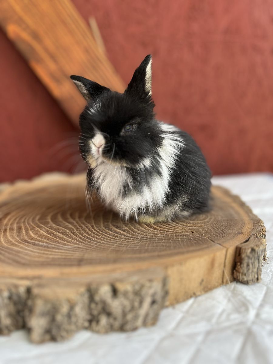 Pedigree holland lop