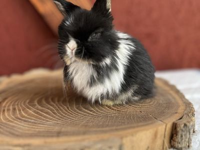 Pedigree holland lop