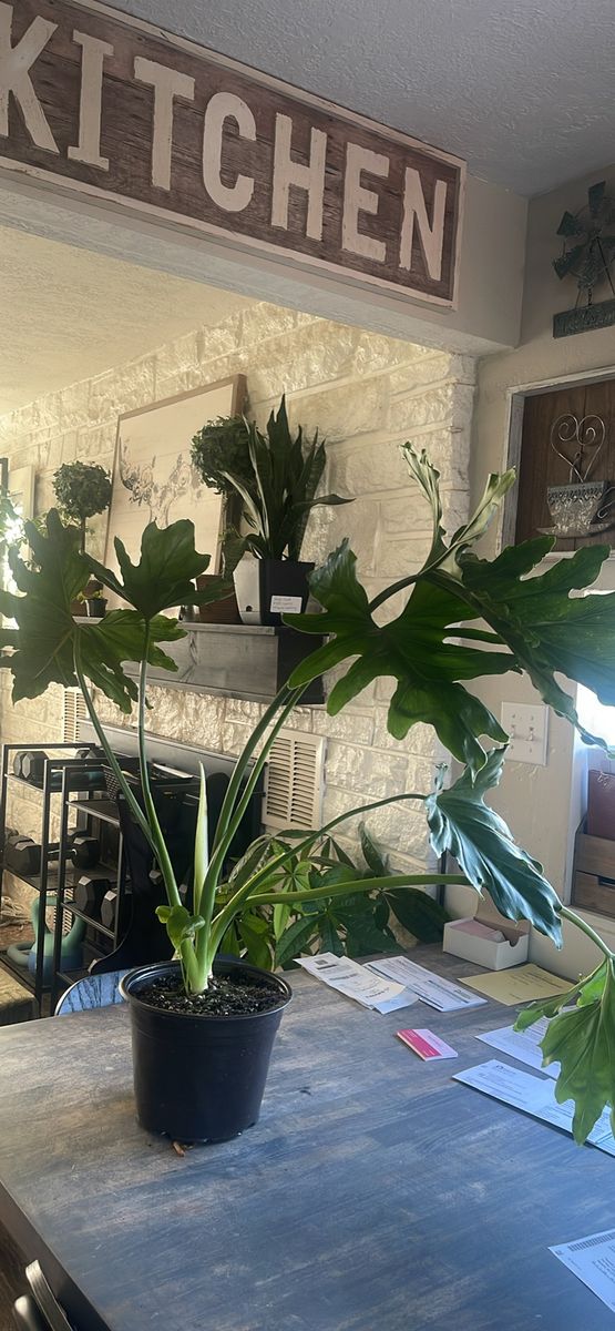 Large Split Leaf Philodendron Plant in Plastic Pot - Thriving Houseplant