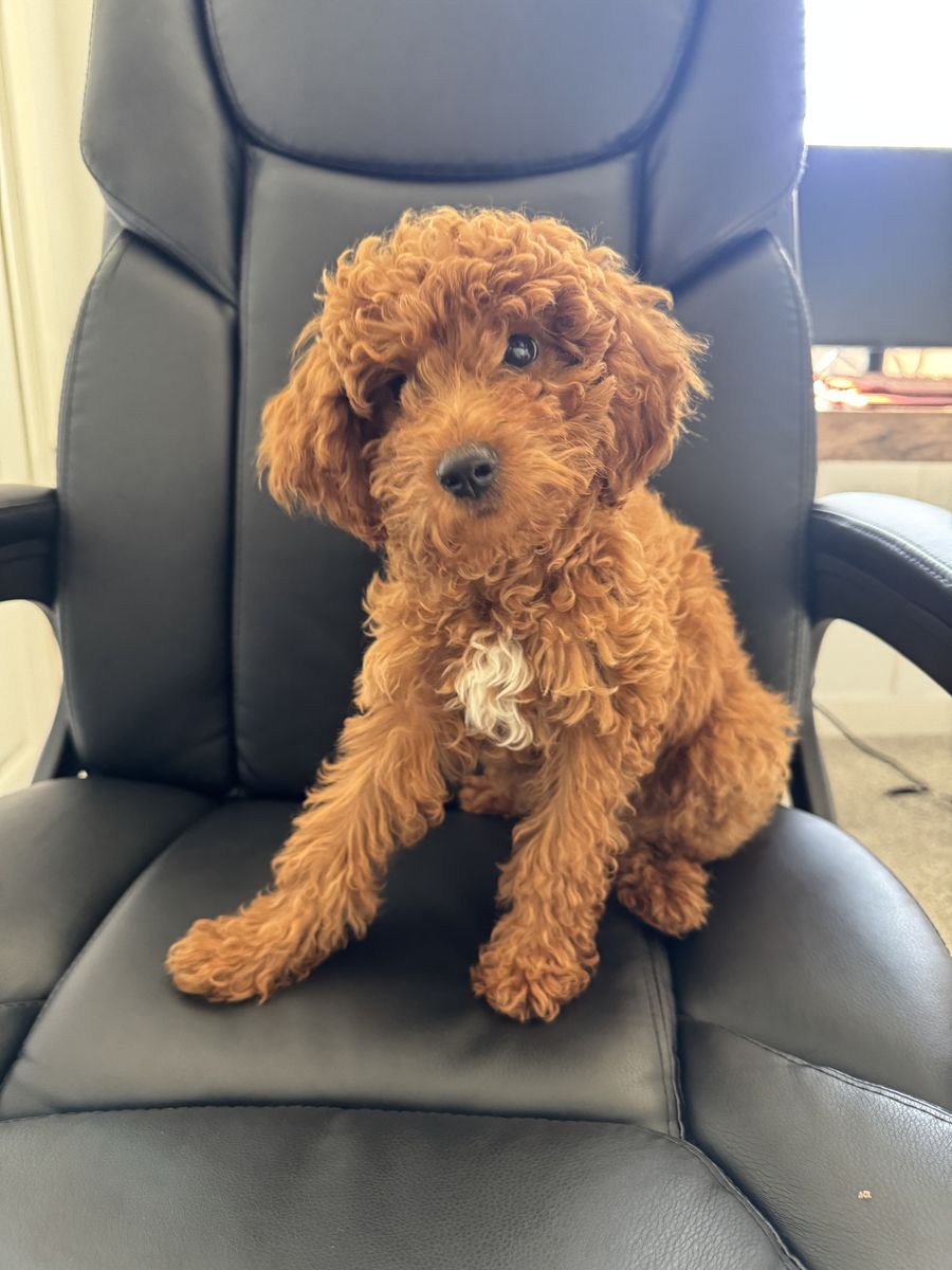 Adorable Mini Goldendoodle
