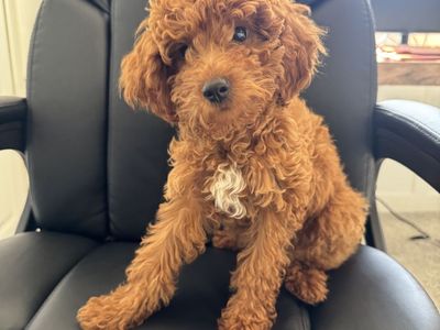 Adorable Mini Goldendoodle