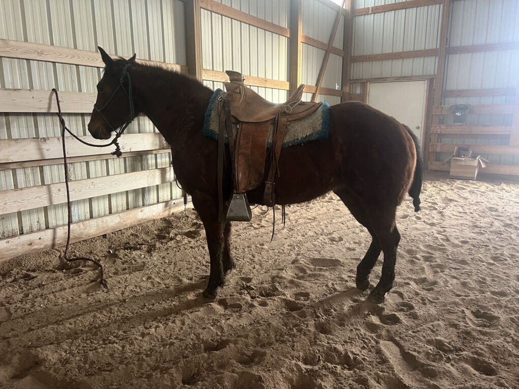 11 Year Old AQHA Mare