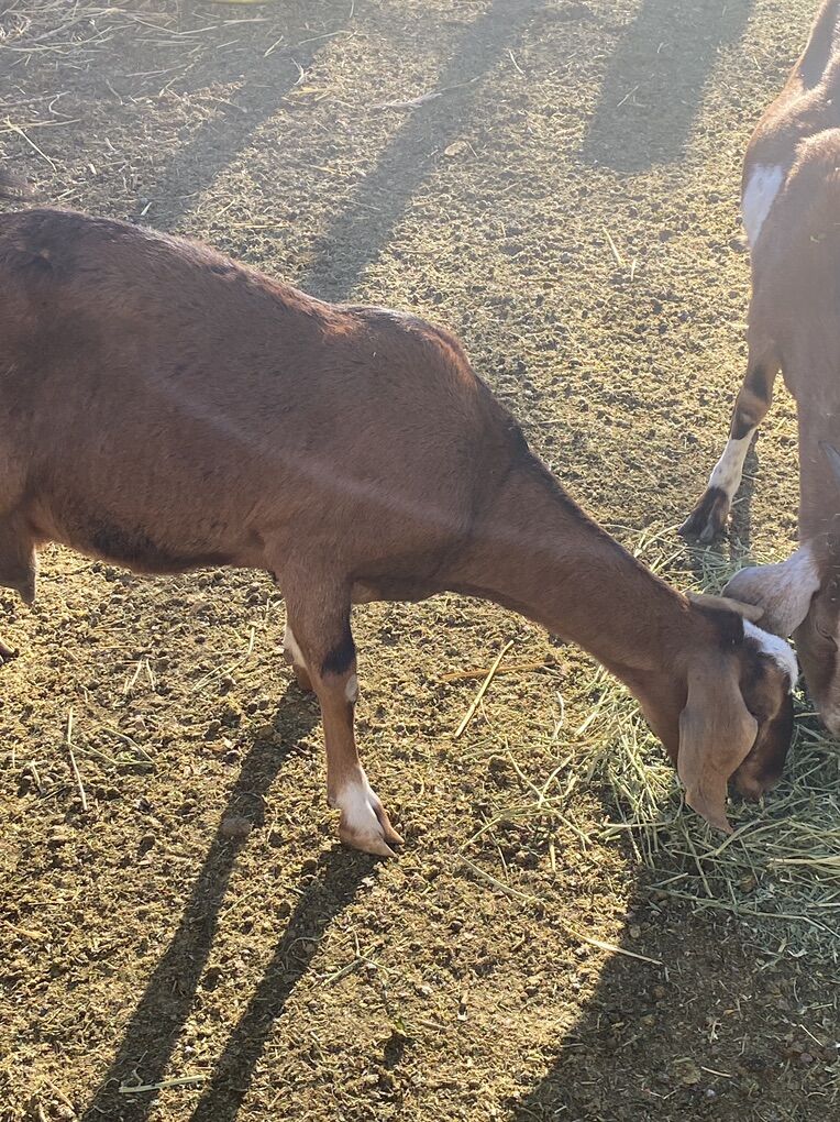 Newbia Goat For Sale