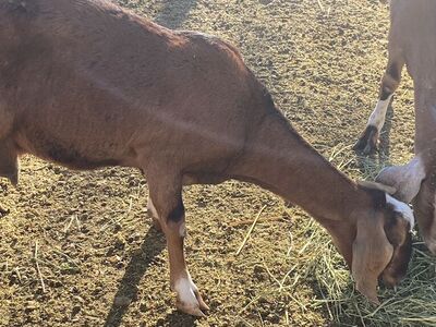 Newbia Goat For Sale