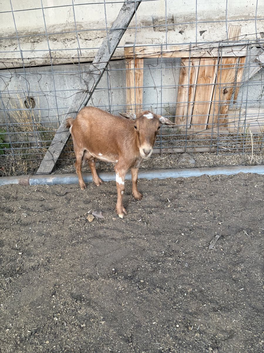 Nigerian dwarf nanny