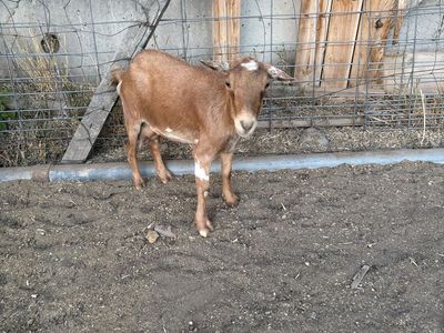Nigerian dwarf nanny