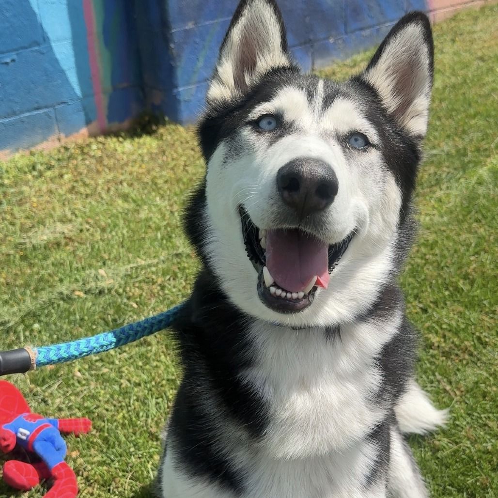 Hello my name is Maverick