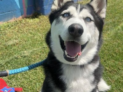 Hello my name is Maverick