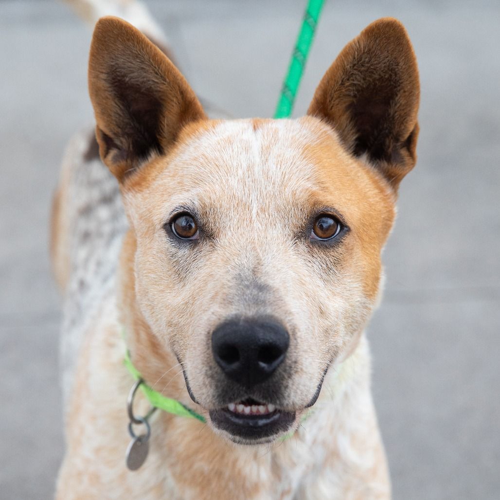 Hello my name is Archie