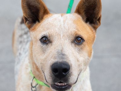 Hello my name is Archie